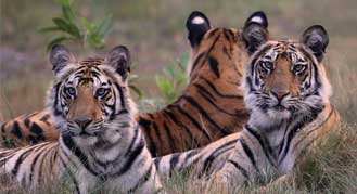 Bandhavgarh Tiger Safari
