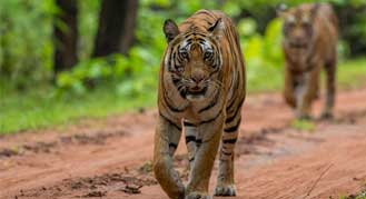 Tiger Tours in Bandhavgarh