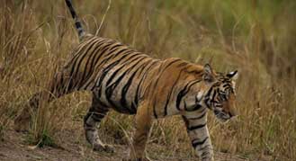 Tiger Tours in Bandhavgarh