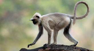Wildlife in Bandhavgarh National Park