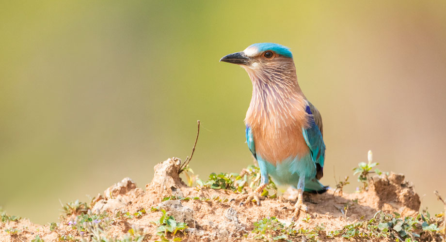 Wildlife in Bandhavgarh