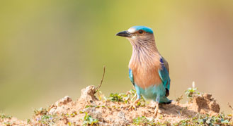 Wildlife in Bandhavgarh