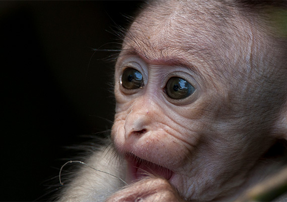 Bonnet Macaque