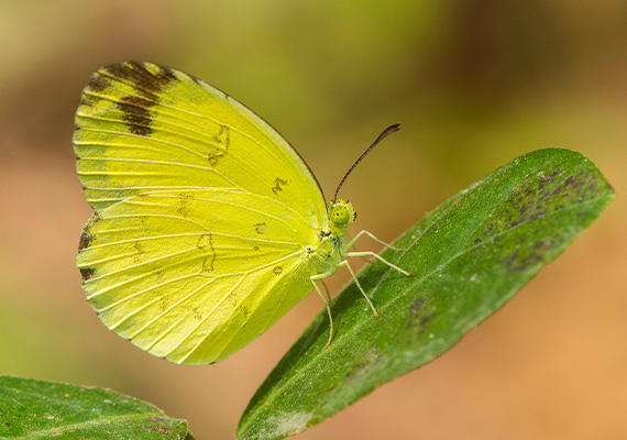 Common grass yellow