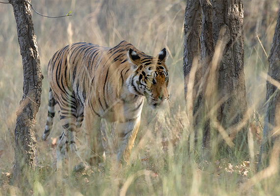 Dotty female sighting Magadhi