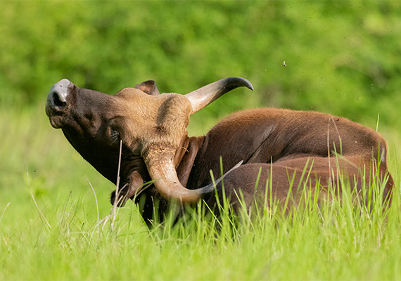 Indian Gaur