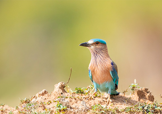 Indian Roller