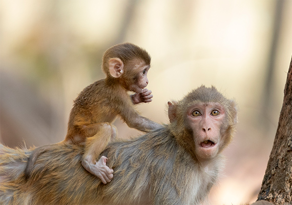 Rhesus Macaque