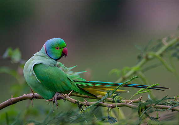 Rose ringed parakeet