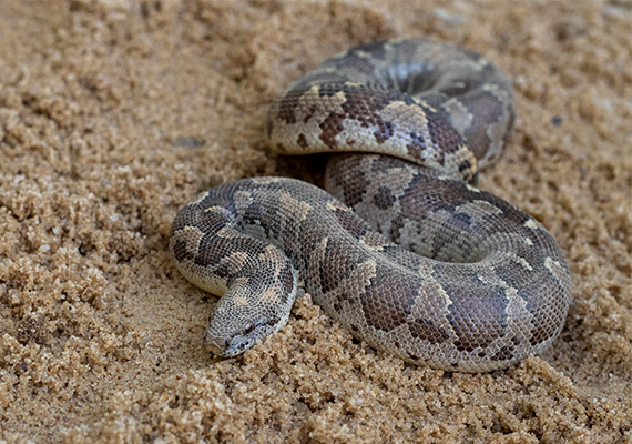 Sand Boa