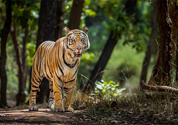 Tiger Safari in Bandhavgarh