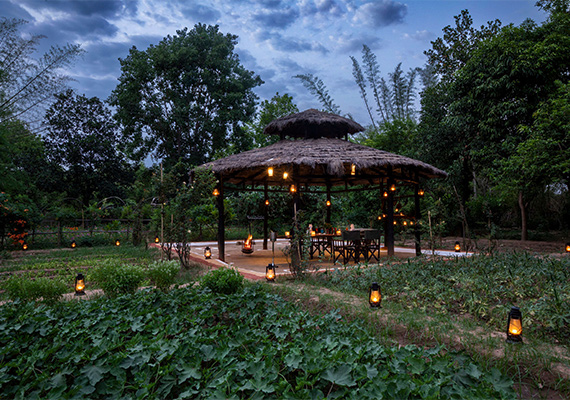 Experiences in Bandhavgarh