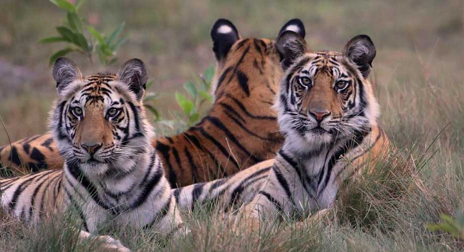 Wildlife in Bandhavgarh National Park