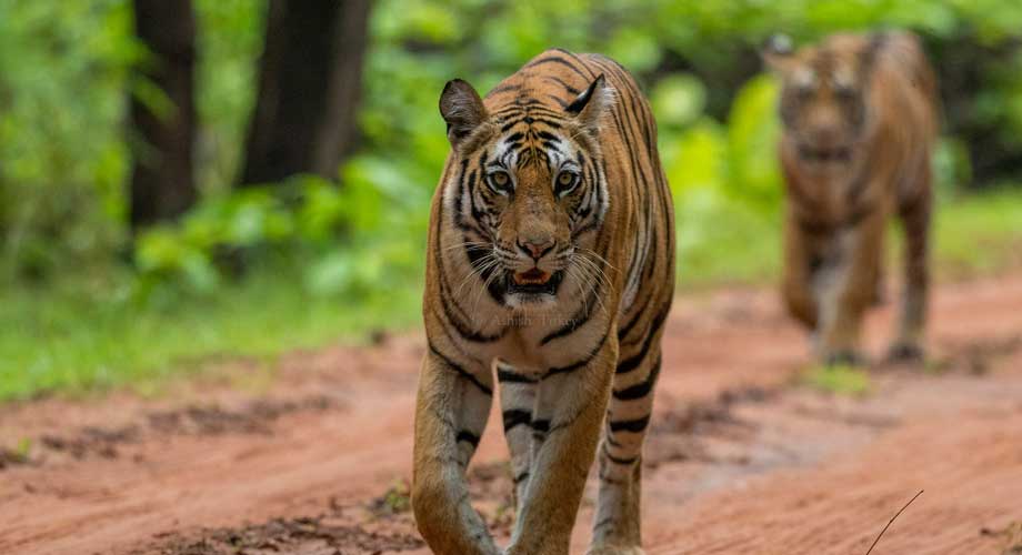 Bandhavgarh Wildlife