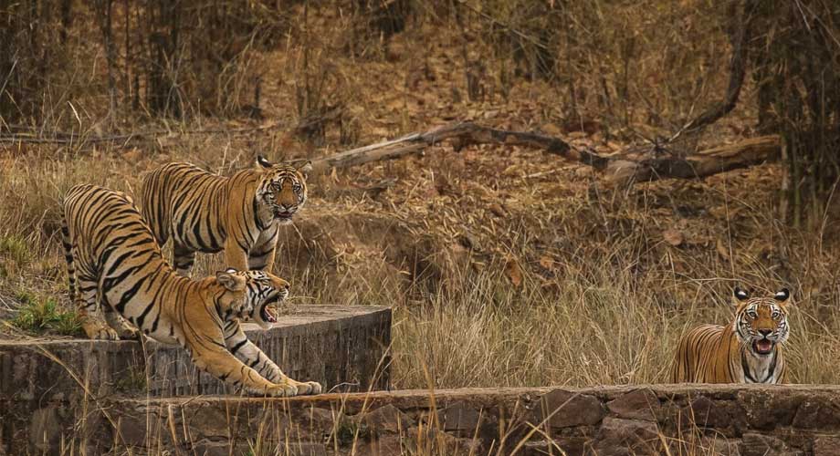 Bandhavgarh Tiger Safari