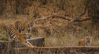 Bandhavgarh Tiger Safari