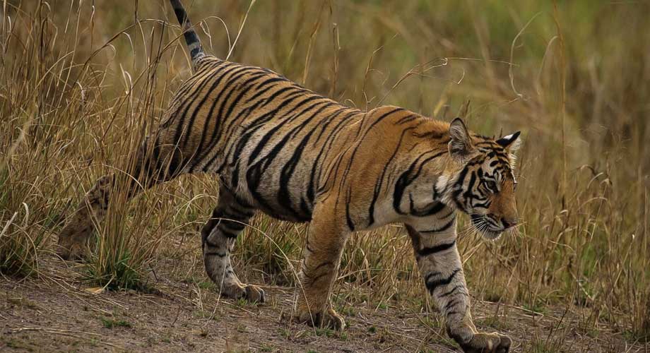 Tiger Tours in Bandhavgarh