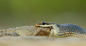 Wildlife in Bandhavgarh National Park