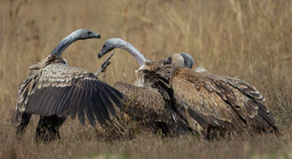 Bandhavgarh Wildlife