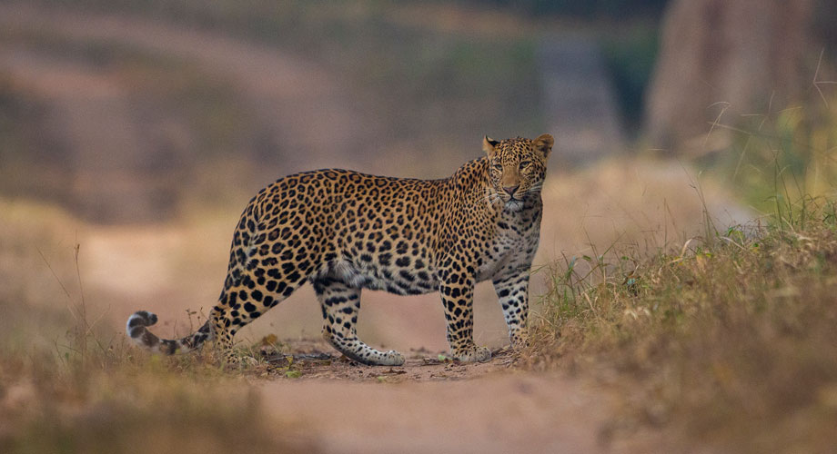 Wildlife in Bandhavgarh National Park