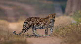 Wildlife in Bandhavgarh National Park