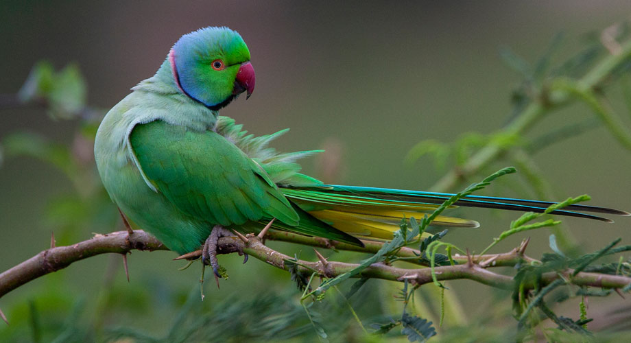 Wildlife in Bandhavgarh