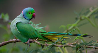 Wildlife in Bandhavgarh