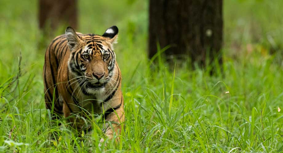 Bandhavgarh Tiger Safari