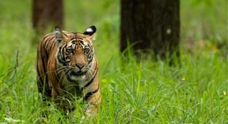 Tiger Safari in Bandhavgarh