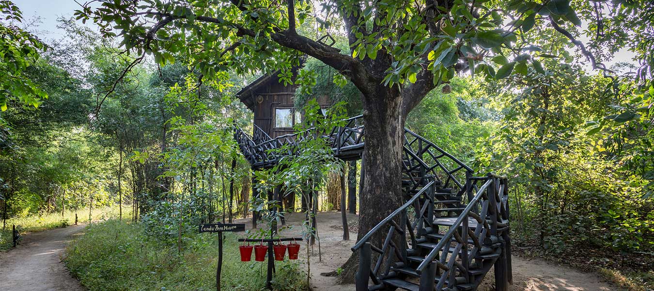 Luxury Treehouse in Bandhavgarh