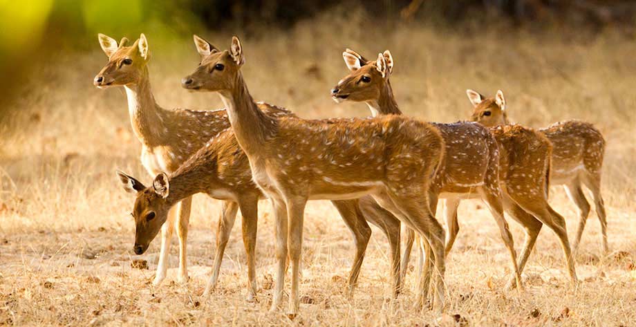 Wildlife in Bandhavgarh National Park