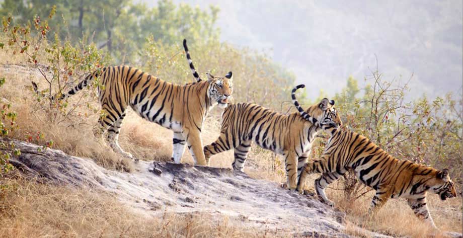 Tiger Safari in Bandhavgarh