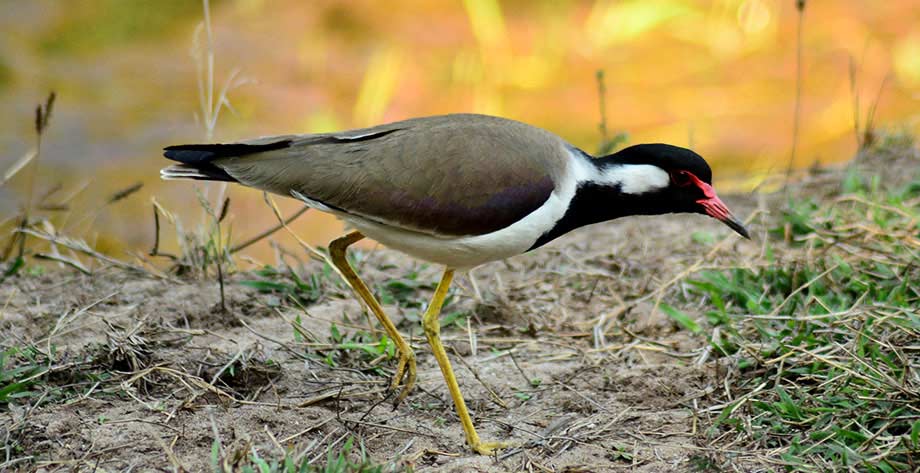 Wildlife in Bandhavgarh