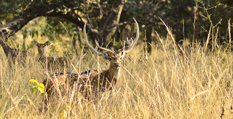 Bandhavgarh Wildlife