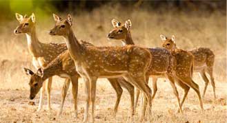 Wildlife in Bandhavgarh National Park