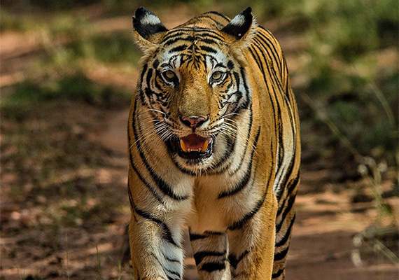 tiger walk