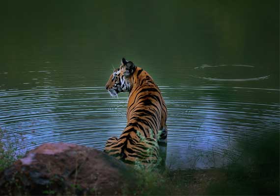 Classic Tiger Trails - 7 Nights / 8 Days