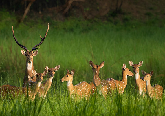 Wildlife Trails