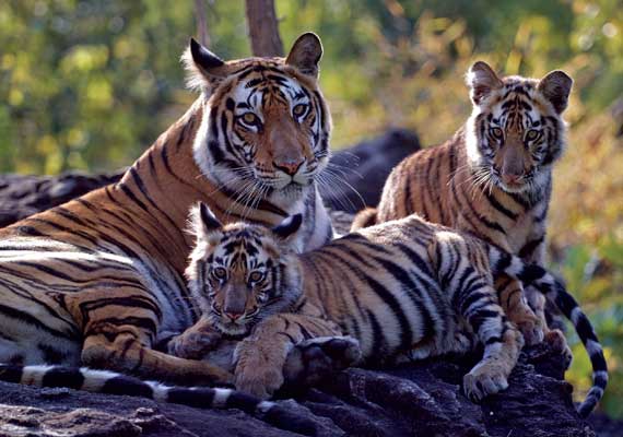 Panna - Bandhavgarh - 6 Nights / 7 Days Combo