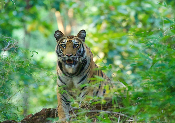 Bandhavgarh - Kanha - 6 Nights / 7 Days