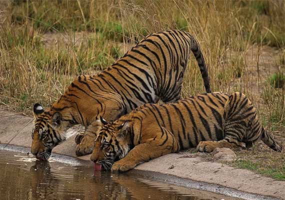 Satpura - Bandhavgarh - 6 Nights / 7 Days Combo