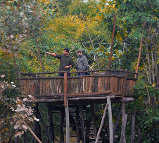 Tree House Hideaway