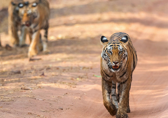 Wildlife in Bandhavgarh