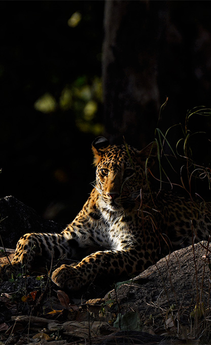 Night Safaris